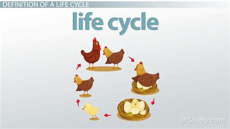 Life Cycle | Definition, Stages & Examples - Video & Lesson Transcript ...