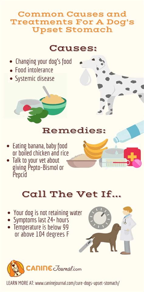 How To Help A Dog With An Upset Stomach - Goalrevolution0