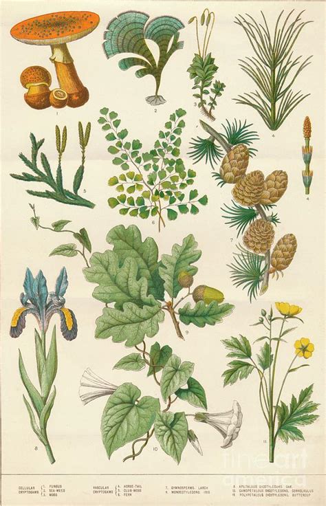 Botanical Illustration by Print Collector