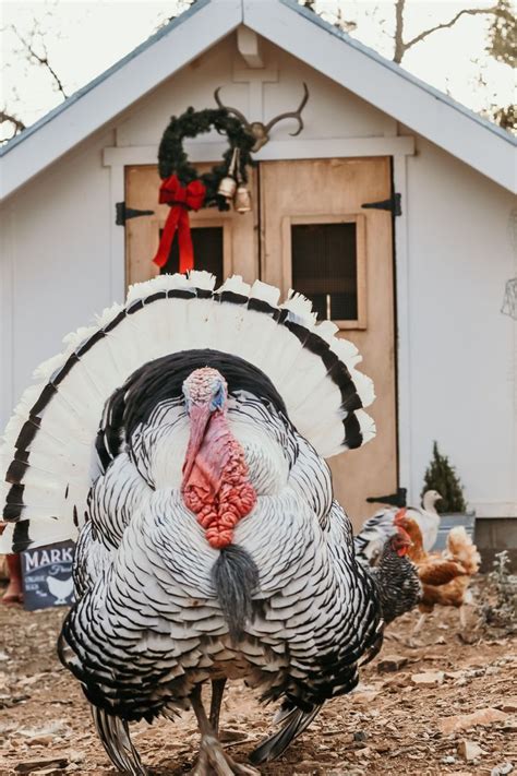 turkey chicken farm near me - Charita Matheson