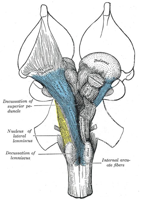 Lateral lemniscus - wikidoc