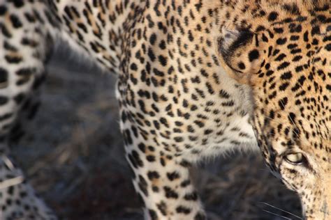 Safari - Mpumalanga, South Africa Mpumalanga, African Animals, South Africa, Safari, Wildlife ...