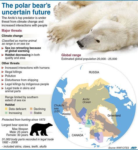 Graphic fact file on polar bears. A major meeting of governments on ...