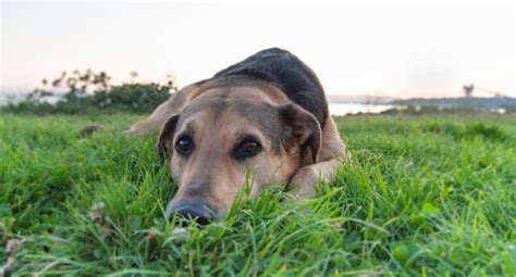 Roundworms in Dogs: Symptoms, Prevention, and Treatment