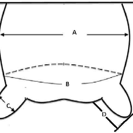 Quantitative measurements of sheep udder. A. Udder width; B. Udder ...