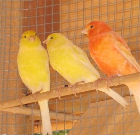 Singing canaries- a joy to hear! | Canary birds, Beautiful birds, Bird