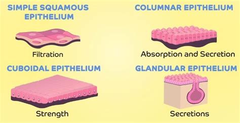 Animal Tissues – Epithelial - Home-tution