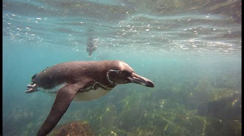 Swimming with Galapagos Penguins in the Galapagos Islands, Ecuador - Swimming, Snorkeling ...