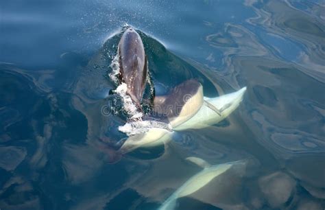 Common dolphins mating. stock image. Image of marine - 191339211