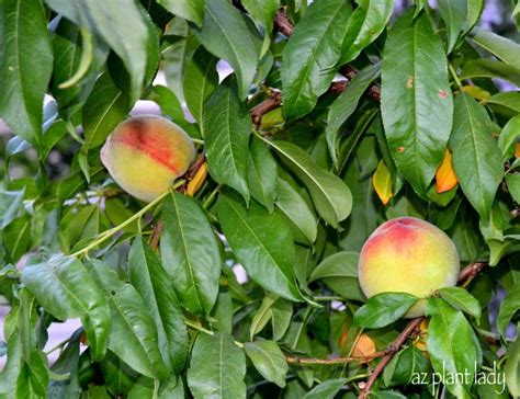 Fruit Tree Suckers - How to Identify and Get Rid of Them - Ramblings from a Desert Garden