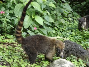 Pizote - Áreas Protegidas y Parques Nacionales de Costa Rica