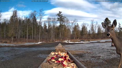 Brownville's food pantry for deer | Cervidae, food bank | Brownville's food pantry for deer | By ...