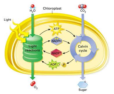 Two Stages Of Photosynthesis