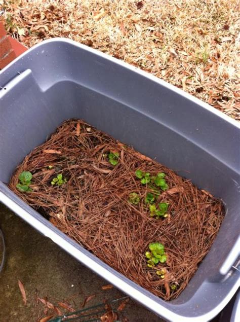 Growing potatoes in containers update - Easily Grown Garden