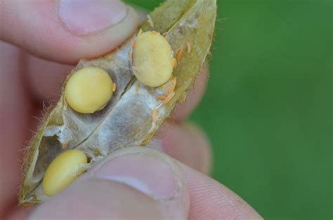 Update on soybean gall midge | Morning Ag Clips