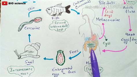 clonorchis sinensis life cycle | clonorchiasis | clonorchis sinensis | Liver fluke | Bio science ...