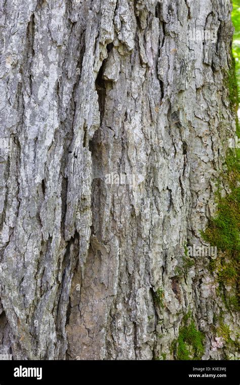 Bark of old sugar maple tree in a northern hardwood forest along the ...