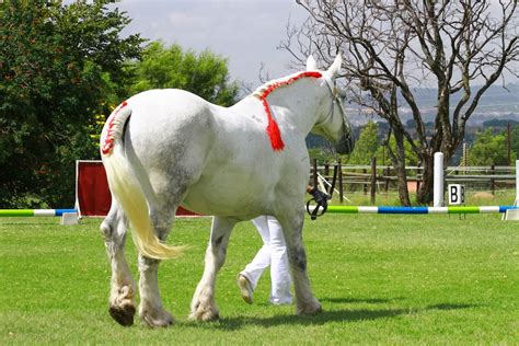 Summerwind Percheron: Percheron SA National Championship Show ~ Horse Of The Year 2014