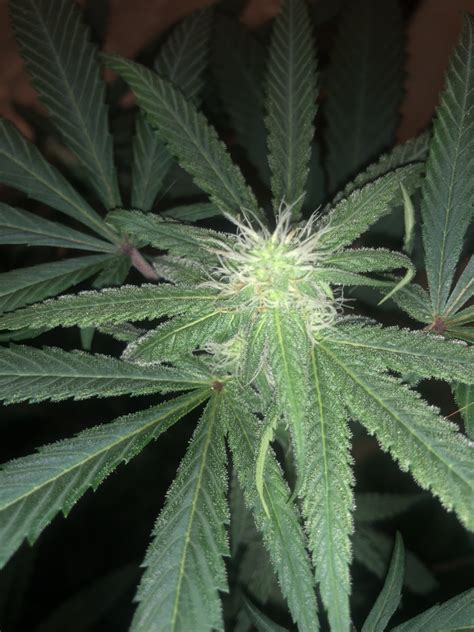 Are these brown pistols normal for a plant that’s only been flowering ...