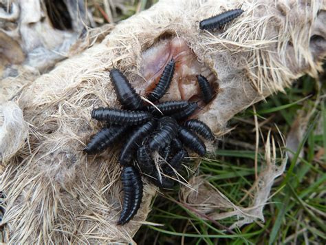 Carrion Beetle Larvae from the UK - What's That Bug?