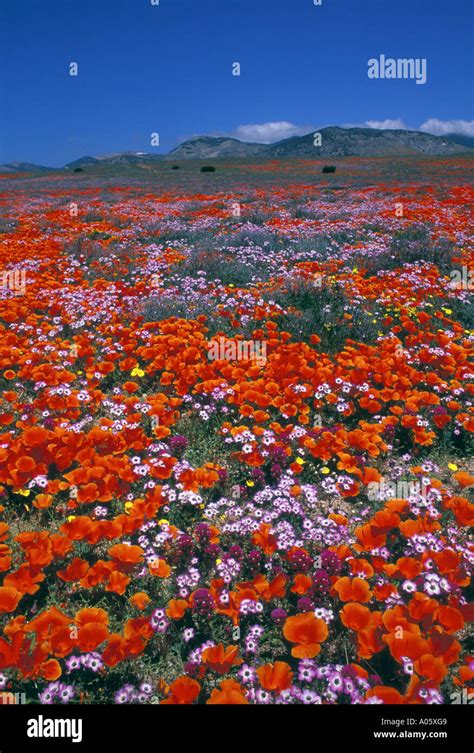 Spring bloom at Gorman California The Tehachapi mountains United States ...