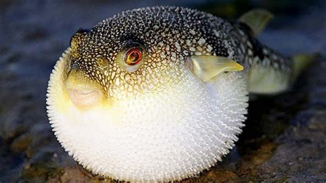 Puffer fish poisoning: Causes, signs | Vinmec