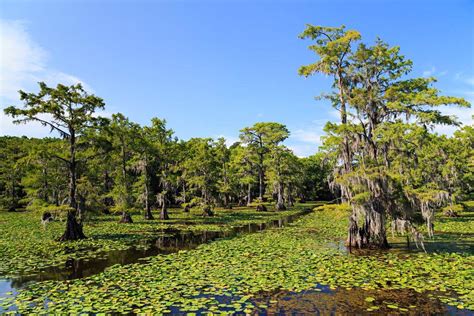 Caddo Lake State Park