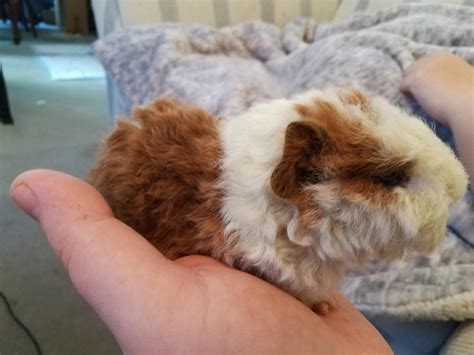 Our newest baby texel😍💕 : r/guineapigs