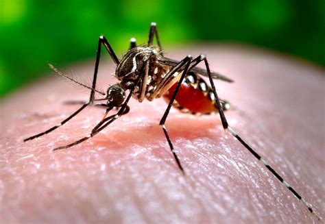 Dengue mosquito | An Ae. aegypti mosquito, one of the primar… | Flickr