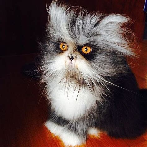 Werewolf Cat Is Strange And Adorable - CatTime | Werewolf cat, Cats ...