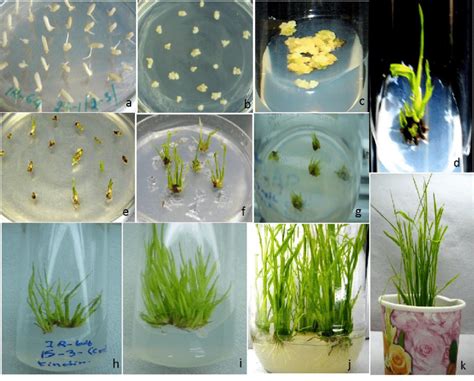 Indirect and direct organogenesis and regeneration from scutellum... | Download Scientific Diagram