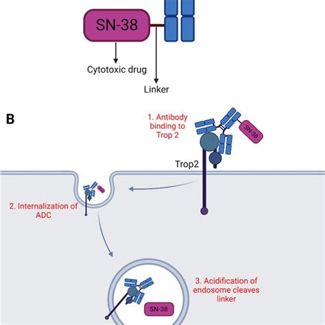 Mechanism of action of PARP inhibitors. PARP recognizes and binds to ...