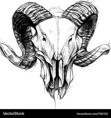 Ram skull Royalty Free Vector Image - VectorStock