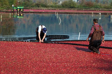 What Tech Companies Can Learn from Cranberry Farmers - Appos Advisors