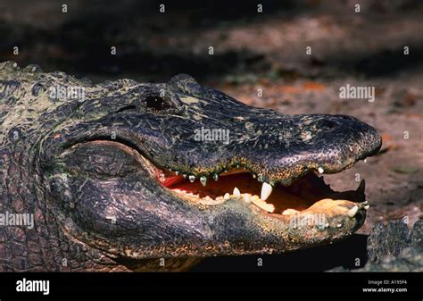 American alligator showing its teeth Florida Stock Photo - Alamy