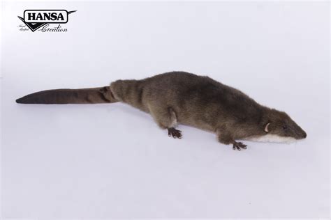 7374-Giant Otter Shrew 45cm.L – Hansa Creation Inc.