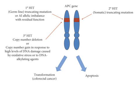 Hypothetical model of interaction between APC and oxidative stress in... | Download Scientific ...