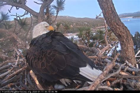 Bald eagles return to nest in Orange County neighborhood - Los Angeles Times