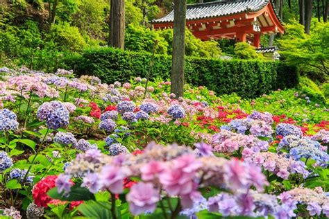 あじさい 梅雨 花