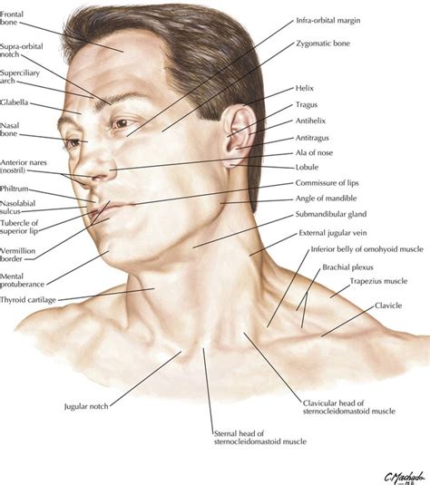 Neck Anatomy Diagram / Image result for frontal view human skull ...