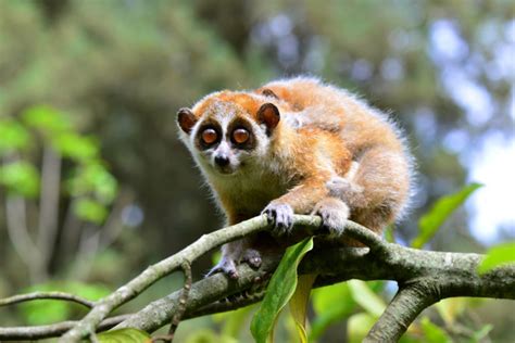 The slow, toxic and sleepy life of lorises is coded in their genes