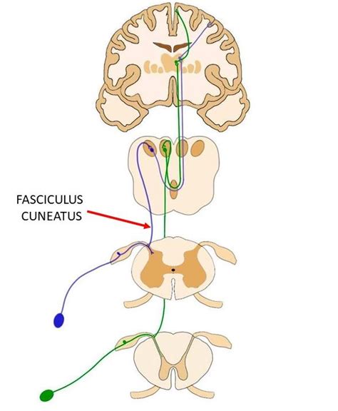 Fasciculus cuneatus - definition — Neuroscientifically Challenged