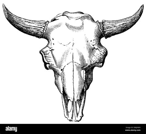 European bison: skull Stock Photo: 67406685 - Alamy