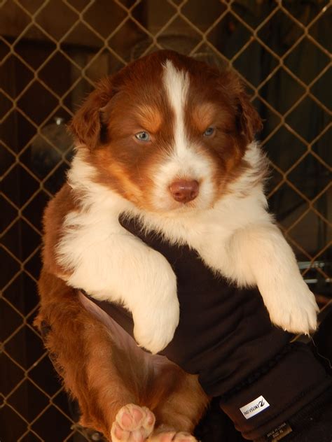 Red Tri male Australian Shepherd Puppy