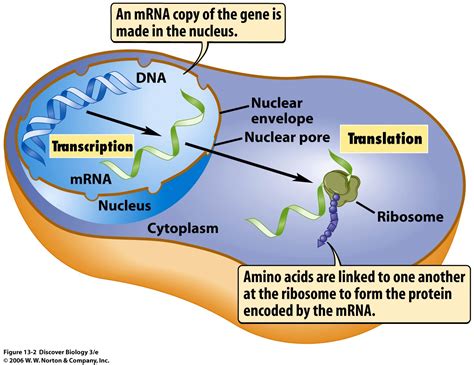 Adding Letters To The ABC Of DNA - UA Magazine