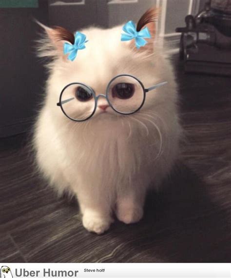 This snapchat filter on my cat | Funny Pictures, Quotes, Pics, Photos, Images. Videos of Really ...