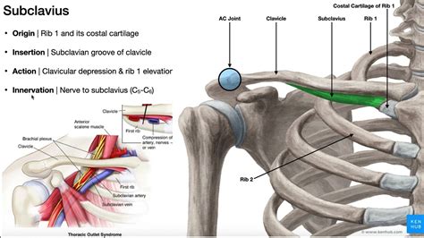 The Subclavius Muscle | Anatomy & Function [O, I, N, A] - YouTube