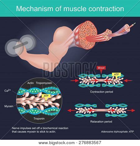 Muscle Contraction Image & Photo (Free Trial) | Bigstock