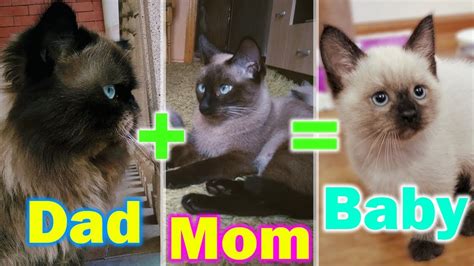 Persian Mix Breed Cat ~ 16 Creative Design Ideas