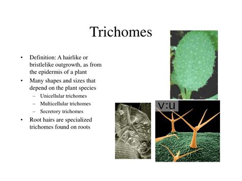 PPT - Control of GL2 expression in Arabidopsis leaves and trichomes PowerPoint Presentation - ID ...